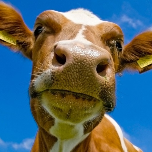 Cow Wallpaper HD logo