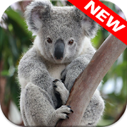 Top 20 Personalization Apps Like ? Koala Wallpapers - Best Alternatives