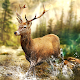 Download Hunting Clash: Hunter Games - Shooting Simulator For PC Windows and Mac 2.13c
