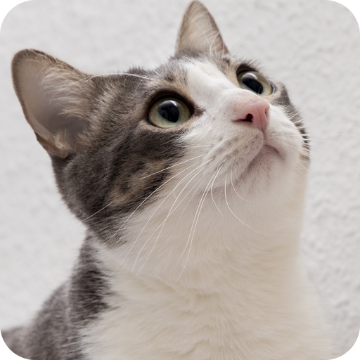 Lovely cat sound logo