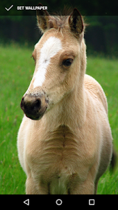 Adorable Horse Foal Wallpapers