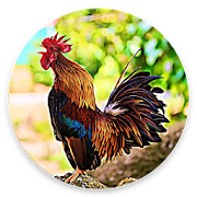 Rooster Sounds - Morning Alarm Sounds