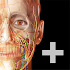 Human Anatomy Atlas 2022＋