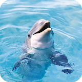 Dolphins Pack 2 Live Wallpaper icon