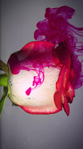 Android application red rose wallpaper screenshort