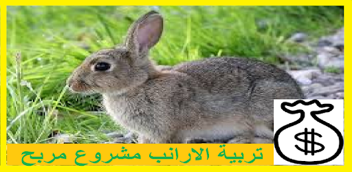 تربية الارانب مشروع مربح