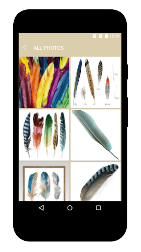 Lovely Birds Feathers