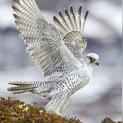 Download أجمل صور الصقور Free For Android أجمل صور الصقور Apk Download Steprimo Com