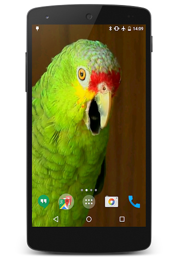 Parrots Video Live Wallpaper Screen 2
