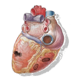 Sonidos Cardiacos icon