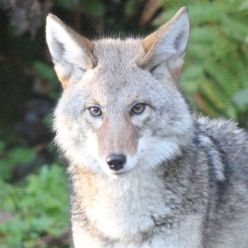 Coyote Sounds logo