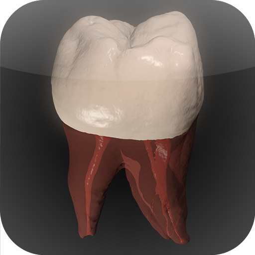 Real Tooth Morphology Free 3.2 Icon