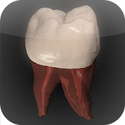 Top 26 Medical Apps Like Real Tooth Morphology Free - Best Alternatives