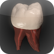 Real Tooth Morphology Free  for PC Windows and Mac