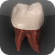 Real Tooth Morphology Free - Androidアプリ