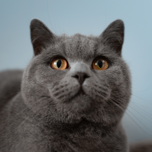 Cat Sounds logo