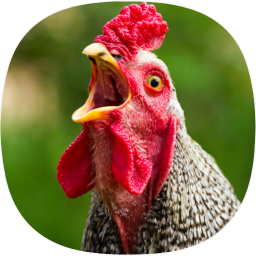 Chicken Sounds logo