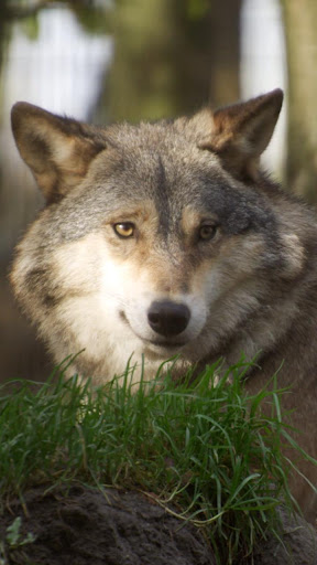 Android application wolf video wallpaper screenshort