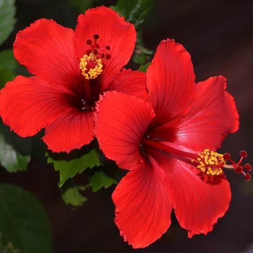 Hibiscus Flower Wallpaper Hd 1.0 Icon