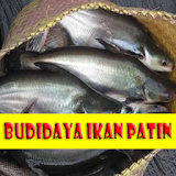 Cara Budidaya Ikan Patin icon