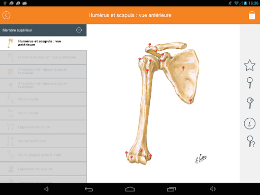 Mémofiches Anatomie Netter