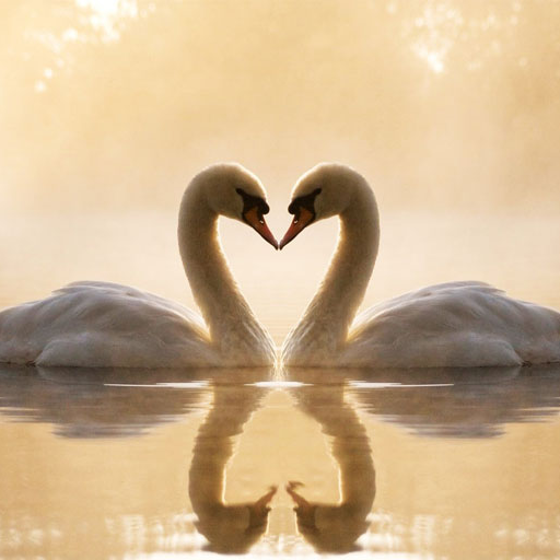 Swans Jigsaw Puzzles logo