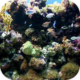 Icon image Natural Aquarium Wallpaper