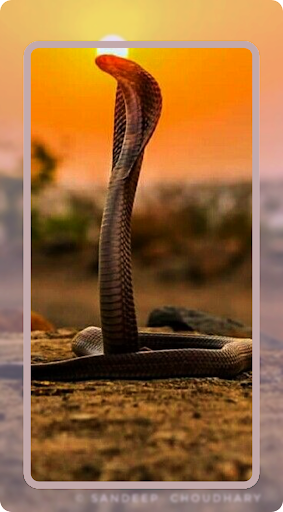 King Cobra Wallpaper