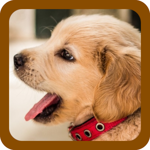 خلفيات الكلاب والجراء التطبيقات على Google Play