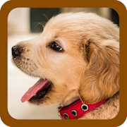 Top 30 Personalization Apps Like DOG PUPPY WALLPAPERS ? - Best Alternatives