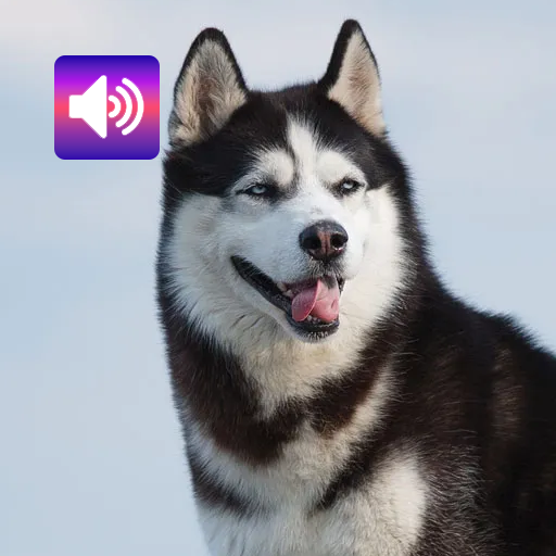 Siberian Husky: Sound,Ringtone