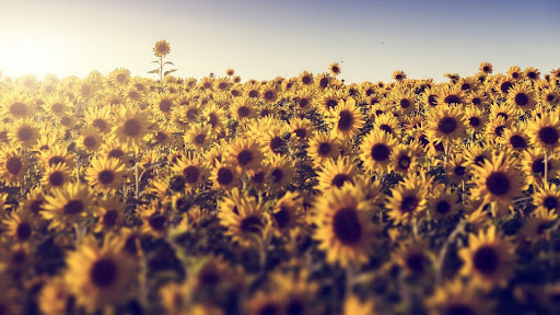 Sunflower Wallpapers