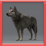 Muscle Wolf Simulation icon