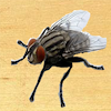 Smash insect icon