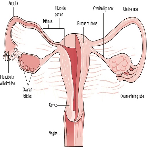 AZ Gynecology Ultrasound Guide