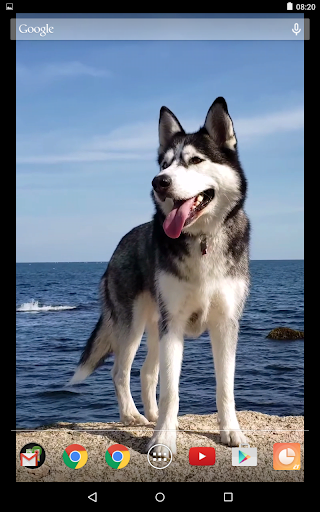 Siberian Husky Video Live Wall
