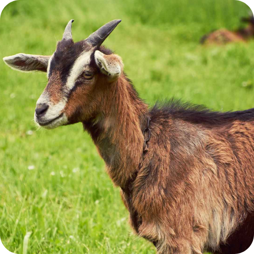Goat Wallpaper logo