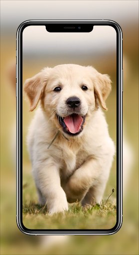 Android application Puppy Wallpapers - Cute Puppy screenshort