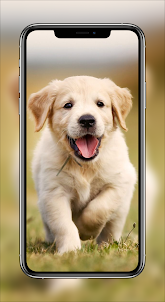 Puppy Wallpapers - Cute Puppy