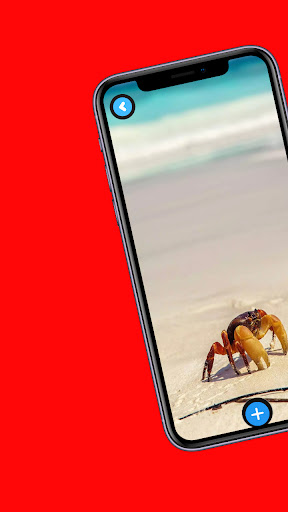 Crab Wallpaper