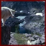 Mountain Goats wallpapers icon