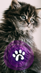 Purrples Cats - Share Photos & Love(圖1)-速報App