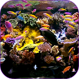 Aquarium Video Wallpaper icon