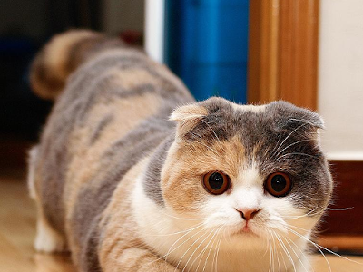 いろいろ スコティッシュフォールド 子猫 壁紙 146003