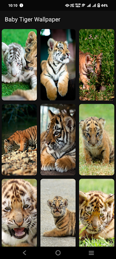 Baby Tiger Wallpaper Screen 3