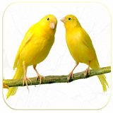 Canary bird sounds icon