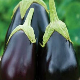 Icon image Eggplant - IPM