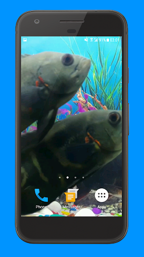 Oscar Fish Aquarium Video 3D Screen 3