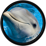 Dolphin [HD] Wallpapers icon