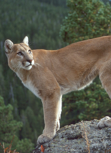 Android application Cougar and Mountain Lion Sound screenshort